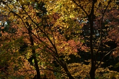 171209e下鴨神社67