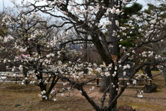 240218b智積院08