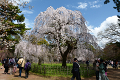 250330b京都御苑14
