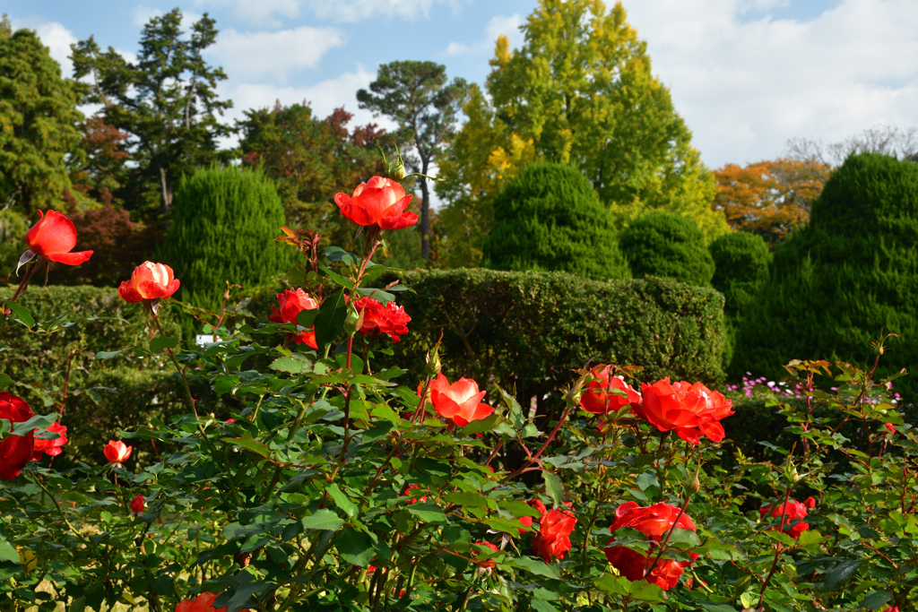 251114a京都植物園08