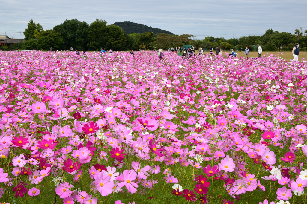 211018a藤原宮跡07