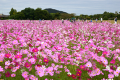 211018a藤原宮跡07