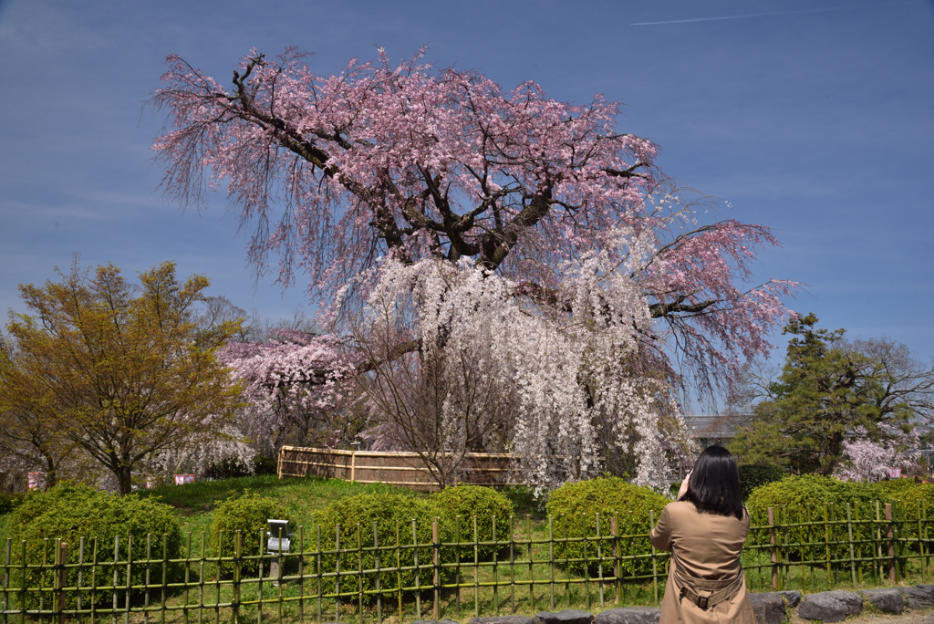 200326c円山公園44