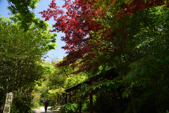 190422b京都御苑01