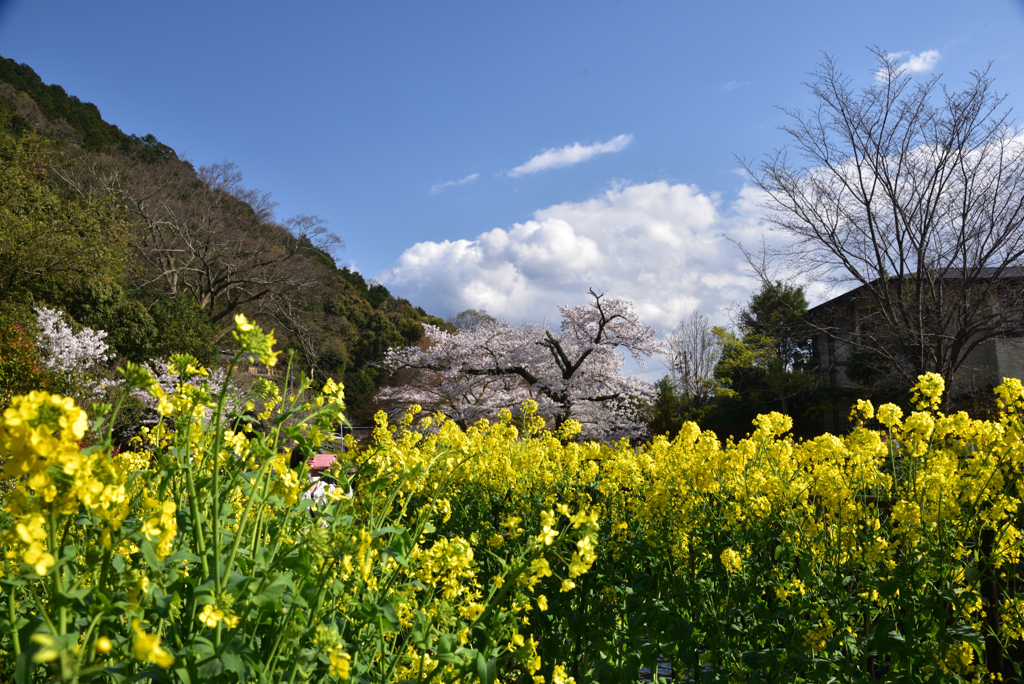 200402b山科疎水10