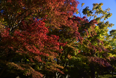 241125b智積院20
