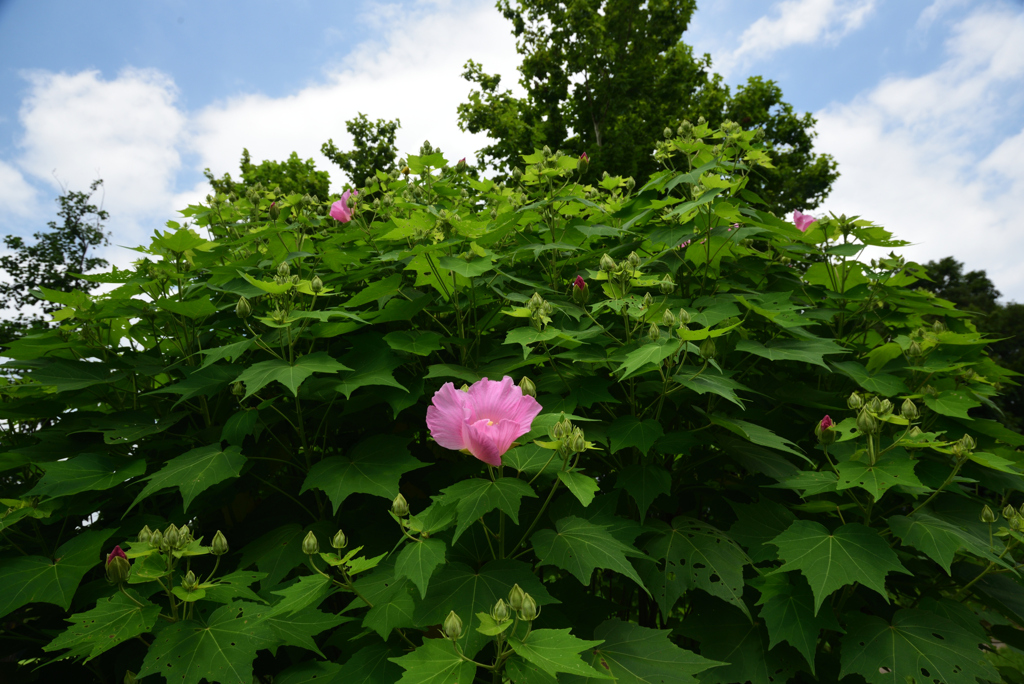 200802万博公園60