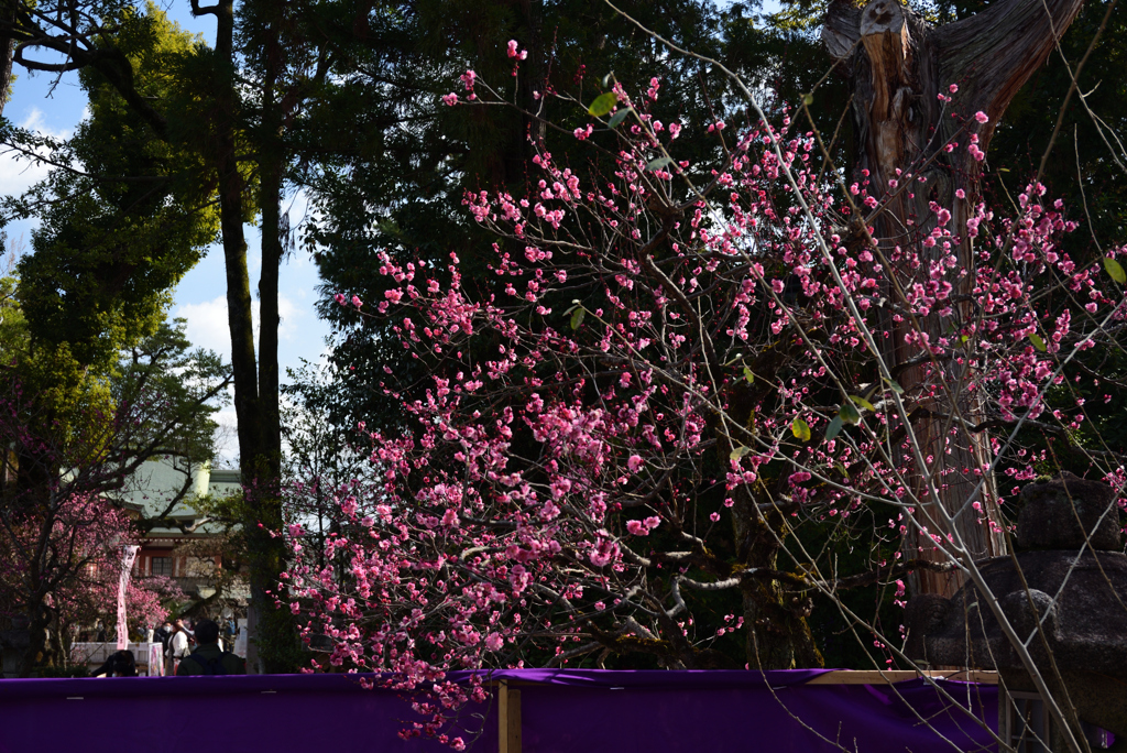 210211b北野天満宮42