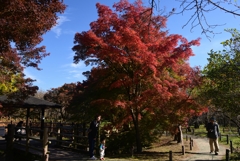 241125a京都植物園34