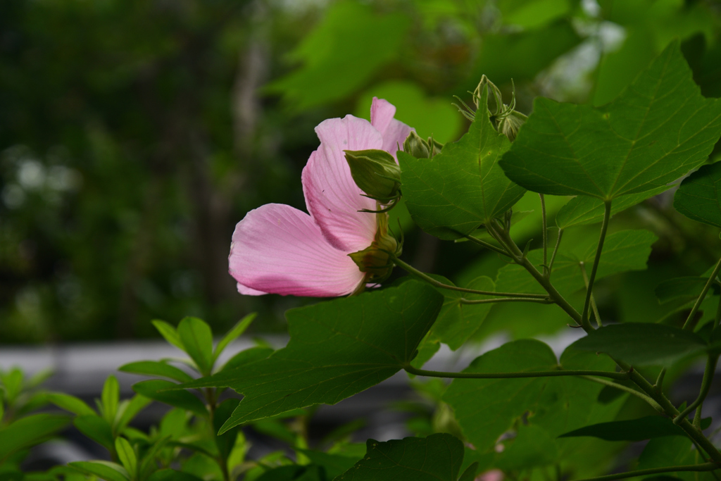 240927a妙蓮寺17
