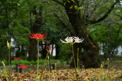 250924a平野神社18