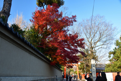 251207b下鴨神社31