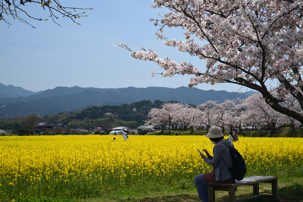 220406a藤原宮跡24