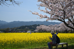 220406a藤原宮跡24