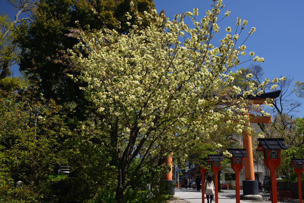 190420c平野神社37
