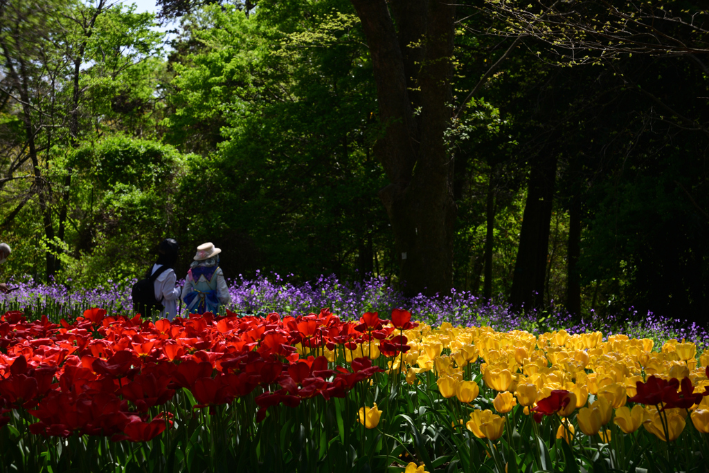 240419a京都植物園27