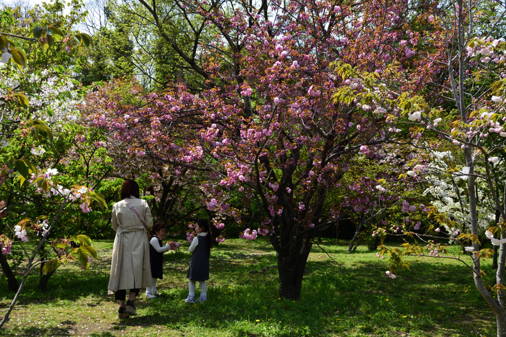 210408a京都植物園21
