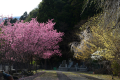 250405b身延山久遠寺36