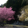 250405b身延山久遠寺36
