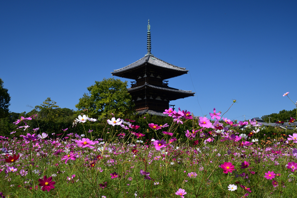 231018a法起寺25