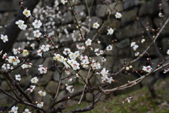 200125大阪城18 200125大阪城18