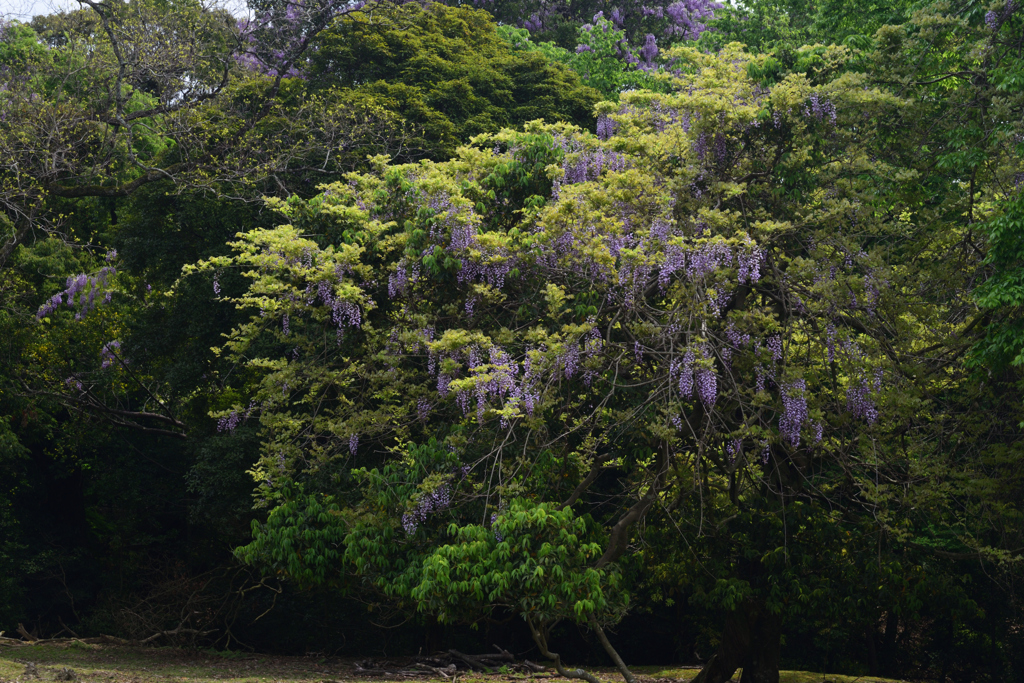 210424a奈良公園07