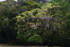 210424a奈良公園07