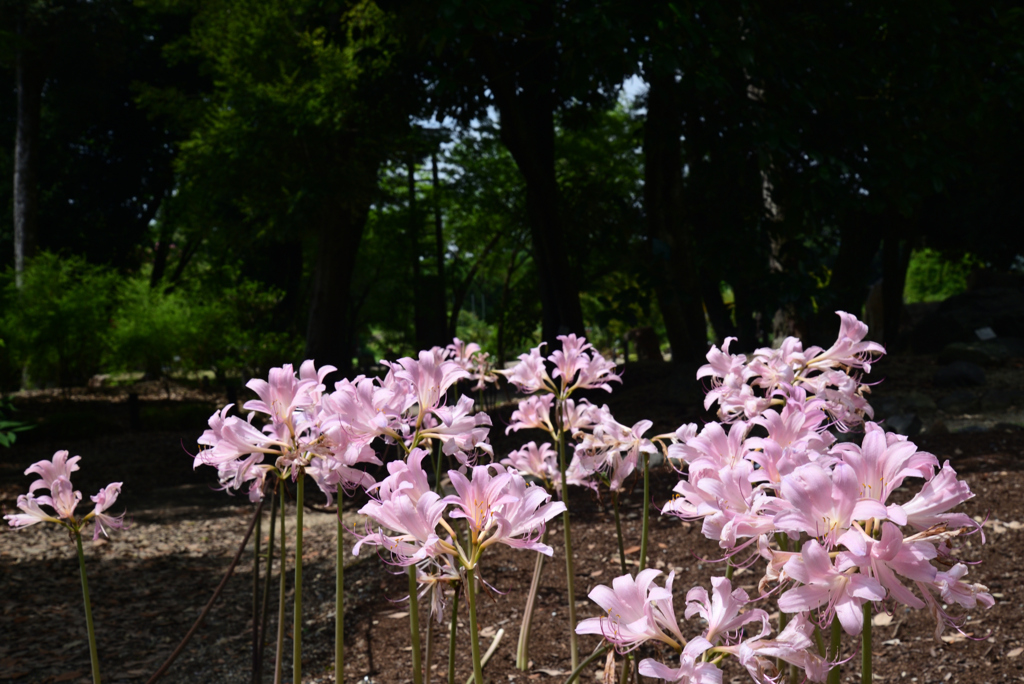 220823京都植物園34