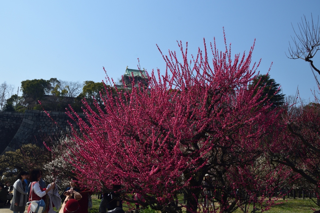 180312大阪城27+