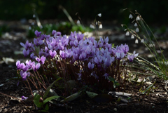 201031京都植物園21