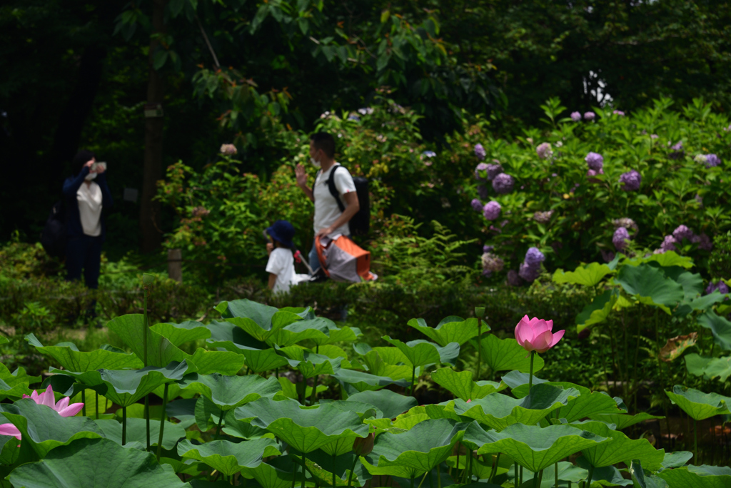 200712京都植物園09