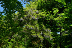 250504京都植物園33