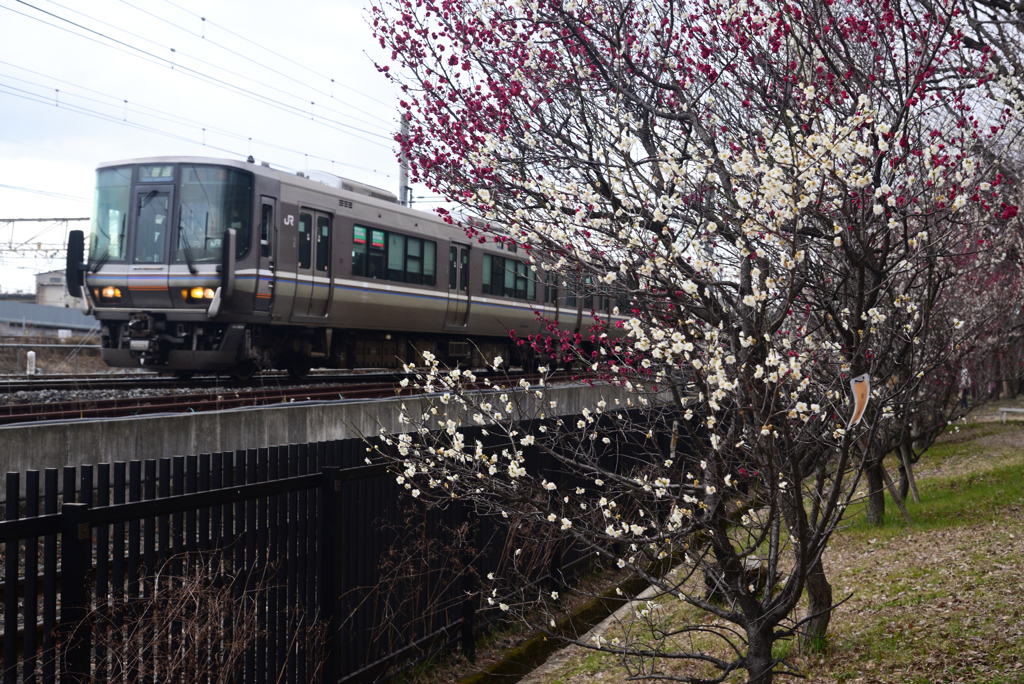 250307d梅小路公園40