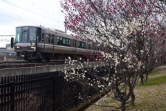 250307d梅小路公園40