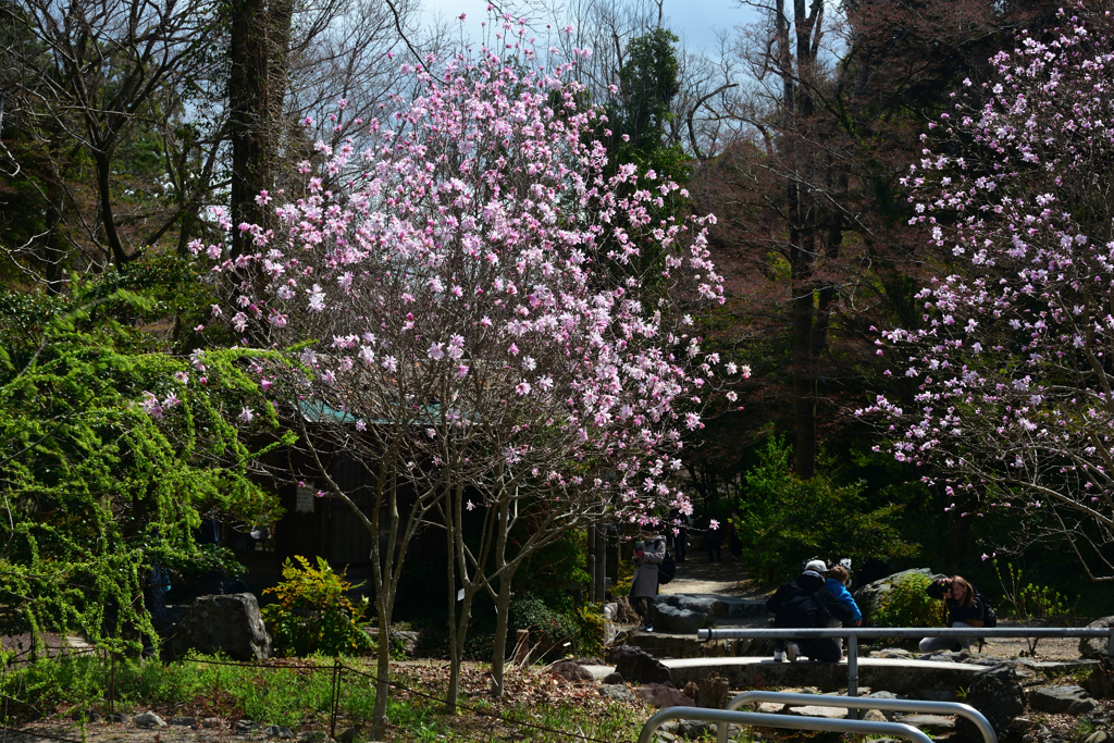 250330a京都植物園40