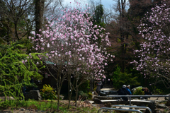 250330a京都植物園40