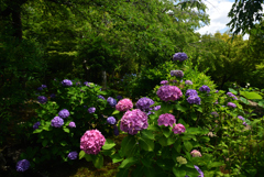 190624a法金剛院20