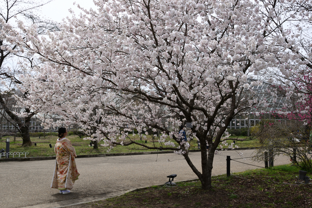 220325b京都植物園33