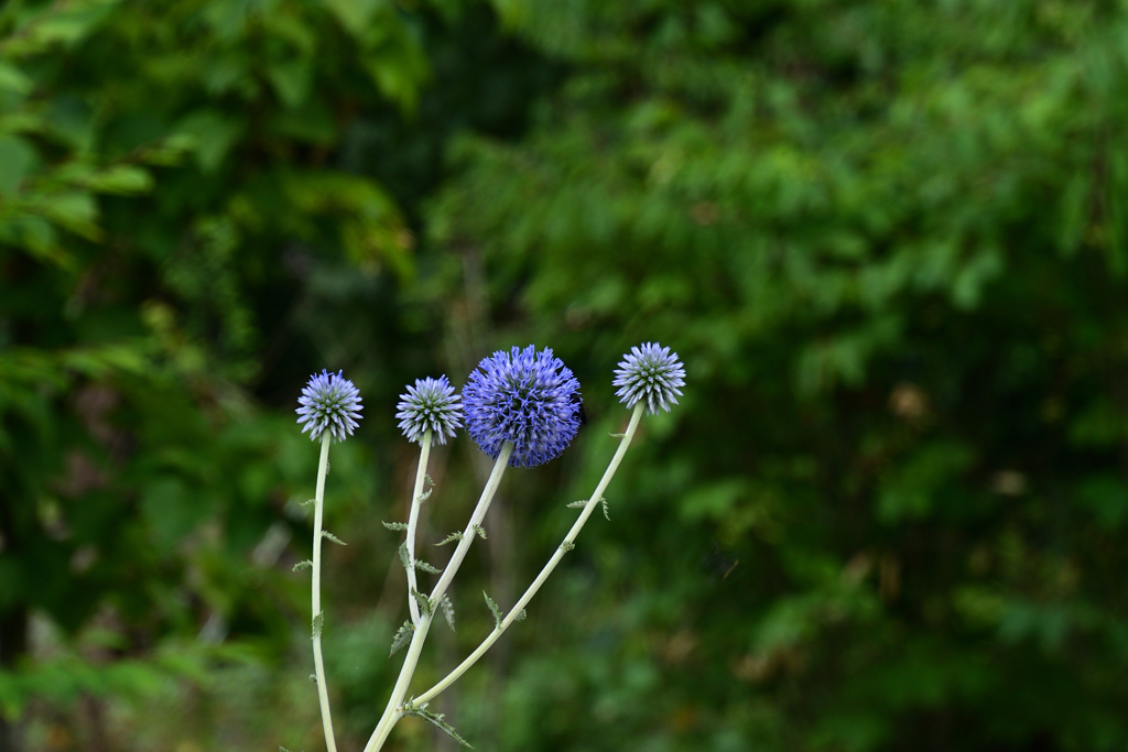 230801京都植物園34