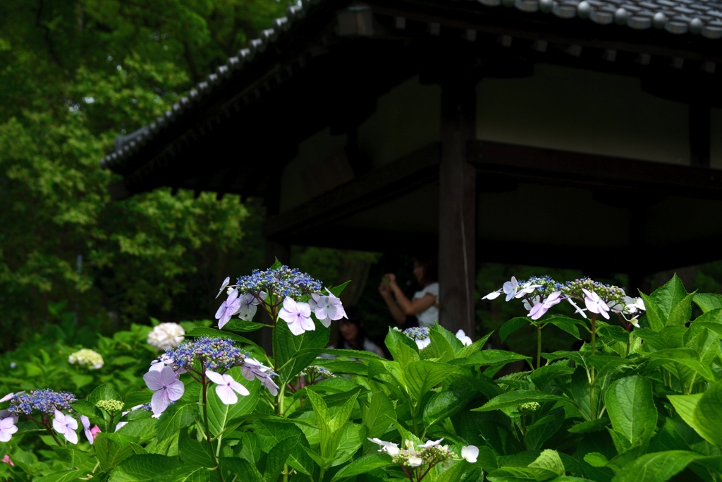 180614b藤森神社08+