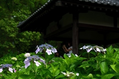 180614b藤森神社08+