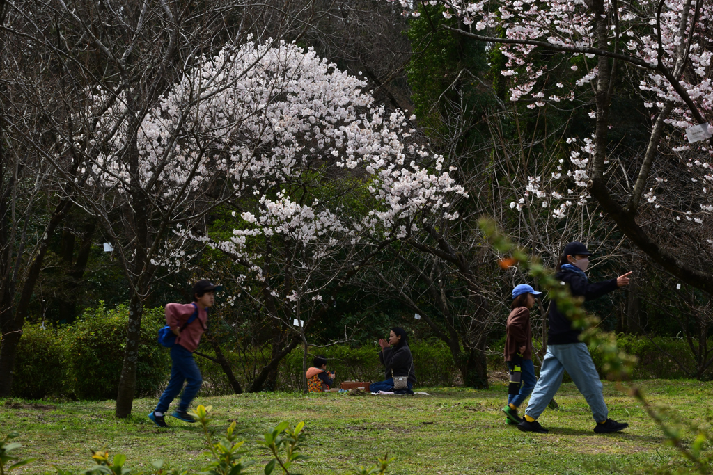 220325b京都植物園60