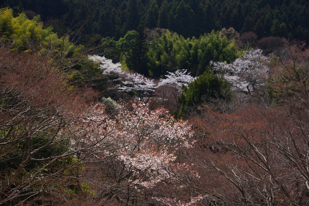 190412a談山神社33