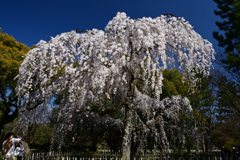 230320c京都御苑52