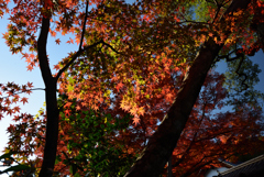 191130d鈴虫寺46
