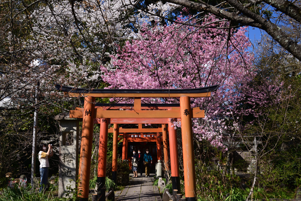 230322g平野神社19