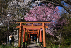 230322g平野神社19