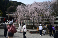 240402c大石神社35