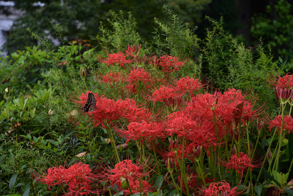 210916b木屋町通48四条下る