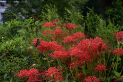 210916b木屋町通48四条下る